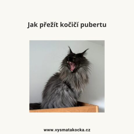 článek Jak přežit kočičí pubertu
