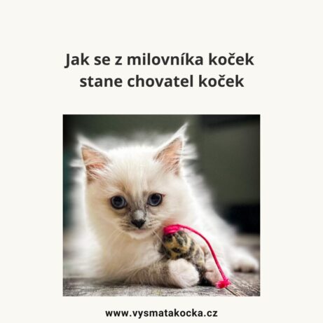 Šárka Rovenská Brošová – chovatelka koček